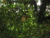 comp_IMG_4171