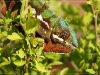 comp_DSC03141