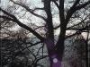 SONY DSC