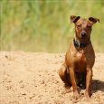 Sommer, Sonne und Strand … ja das haben wir auch in der näheren Umgebung.
Heute waren wir mit Rikko von Roit am Niedernberger See. Das erste Mal für ihn und uns [...]