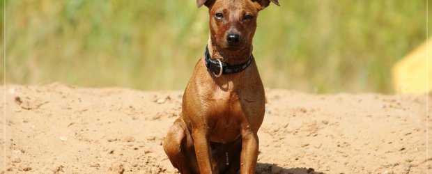 Sommer, Sonne und Strand … ja das haben wir auch in der näheren Umgebung.
Heute waren wir mit Rikko von Roit am Niedernberger See. Das erste Mal für ihn und uns [...]